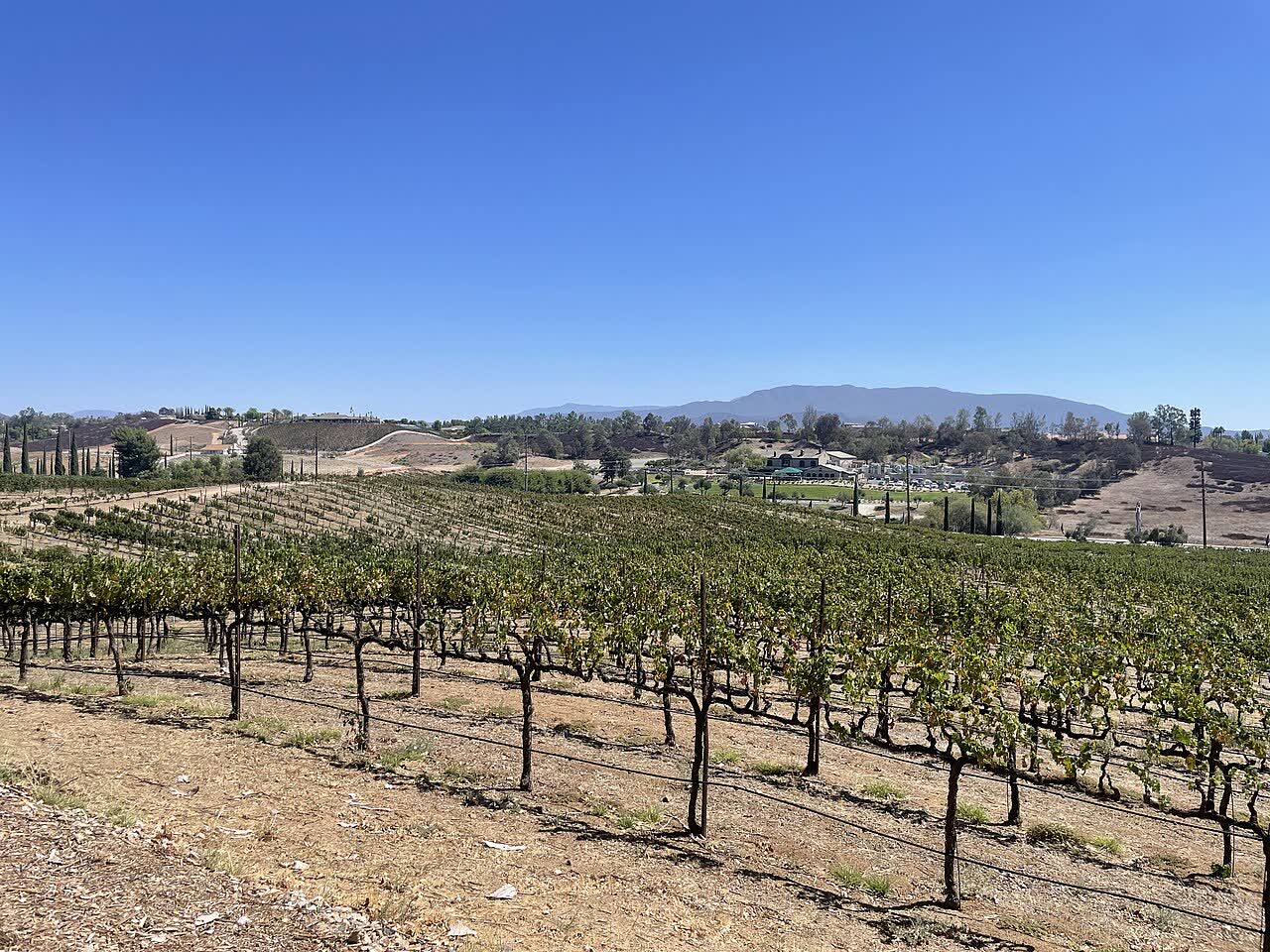 Temecula Valley vineyards